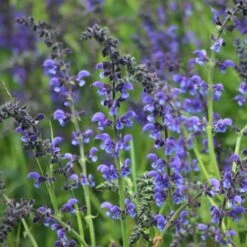 Titelseite -LICHTNELKE Geschäft salvia pratensis wiesensalbei pixabay sage g068a134b4 1920 i sk