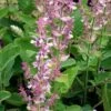 Muskatellersalbei (Salvia Sclarea) -LICHTNELKE Geschäft salvia sclarea muskatellersalbei lichtnelke owz i