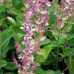 Muskatellersalbei (Salvia Sclarea)