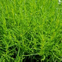 Olivenkraut (Santolina Viridis)