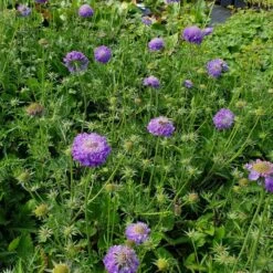 Berg-Skabiose (Scabiosa Japonica) Blue Note -LICHTNELKE Geschäft scabiosa japonica berg skabiose blue note lichtnelke ii