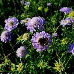 Berg-Skabiose (Scabiosa Japonica) Blue Note -LICHTNELKE Geschäft scabiosa japonica berg skabiose blue note lichtnelke owz v