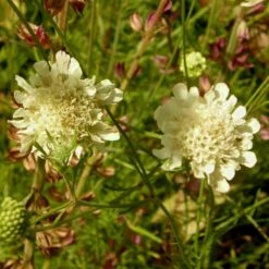 Hellgelbe Skabiose (Scabiosa Ochroleuca)