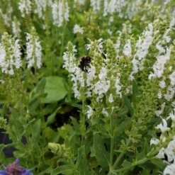 Salbei (Salvia Nemorosa) Schneehügel  -LICHTNELKE Geschäft schneehgel1 Staudengrtnerei Bargest