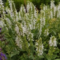 Salbei (Salvia Nemorosa) Schneehügel  -LICHTNELKE Geschäft schneehgel Staudengrtnerei Bargest