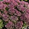 Reichblühende Fetthenne (Sedum) SUNSPARKLER Plum Dazzled -LICHTNELKE Geschäft sedum reichbluehende fetthenne sunsparkler plum dazzled ki ii sk