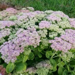 Pracht-Fetthenne (Sedum Spectabile) Brilliant