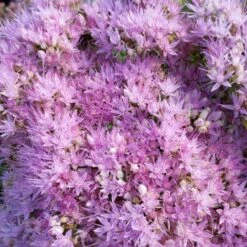 Pracht-Fetthenne (Sedum Spectabile) Brilliant -LICHTNELKE Geschäft sedum spectabile pracht fetthenne brilliant lichtnelke owziv