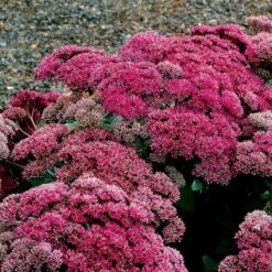 Pracht-Fetthenne (Sedum Telephium) Thunderhead -LICHTNELKE Geschäft sedum telephium pracht fetthenne thunderhead tn i sk
