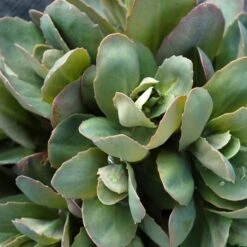 Pracht-Fetthenne (Sedum Telephium) Thunderhead -LICHTNELKE Geschäft sedum telephium pracht fetthenne thunderhead tn ii sk