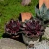 Dachwurz (Sempervivum) BIGSAM Purple Quartz -LICHTNELKE Geschäft sempervivum dachwurz hauswurz bigsam purple quartz vf i sk