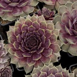 Dachwurz (Sempervivum) BIGSAM Purple Quartz -LICHTNELKE Geschäft sempervivum dachwurz hauswurz bigsam purple quartz vf iii sk