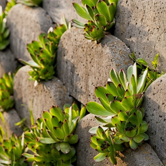 12 Pflanzen (Sempervivum) Mix 5 12 Pflanzen (Sempervivum) Mix – Bild 3