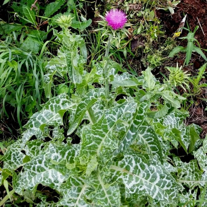 Mariendistel (Silybum Marianum) 4 Mariendistel (Silybum Marianum) – Bild 2