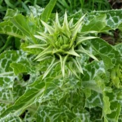 Mariendistel (Silybum Marianum) 7 Mariendistel (Silybum Marianum) -LICHTNELKE Geschäft silybum marianum mariendistel lichtnelke owz iii