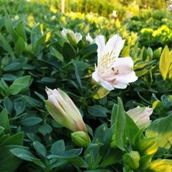 Inkalilie (Alstroemeria) LITTLE MISS Sophie -LICHTNELKE Geschäft sophie3 Staudengrtnerei Bargest