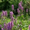 Zottiger Ziest (Stachys Monnieri) Hummelo -LICHTNELKE Geschäft stachys officinalis garten ziest potr i sk
