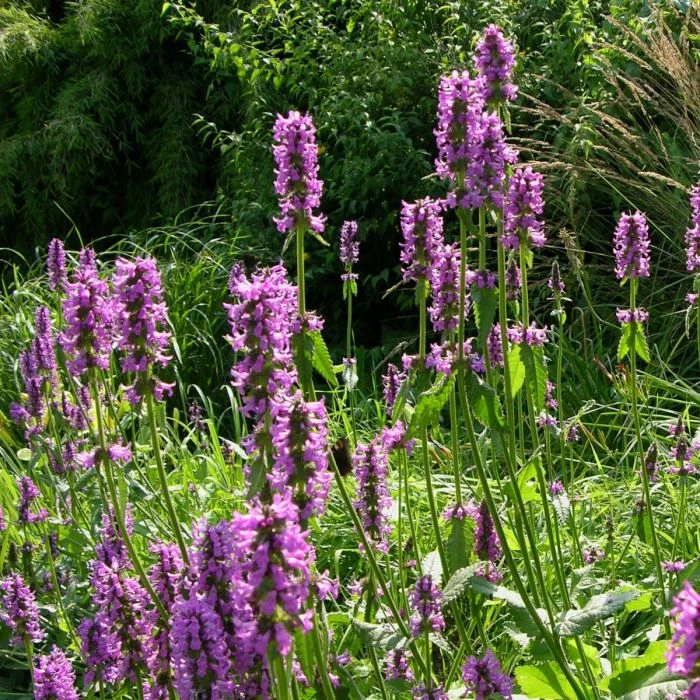 Zottiger Ziest (Stachys Monnieri) Hummelo 3 Zottiger Ziest (Stachys Monnieri) Hummelo