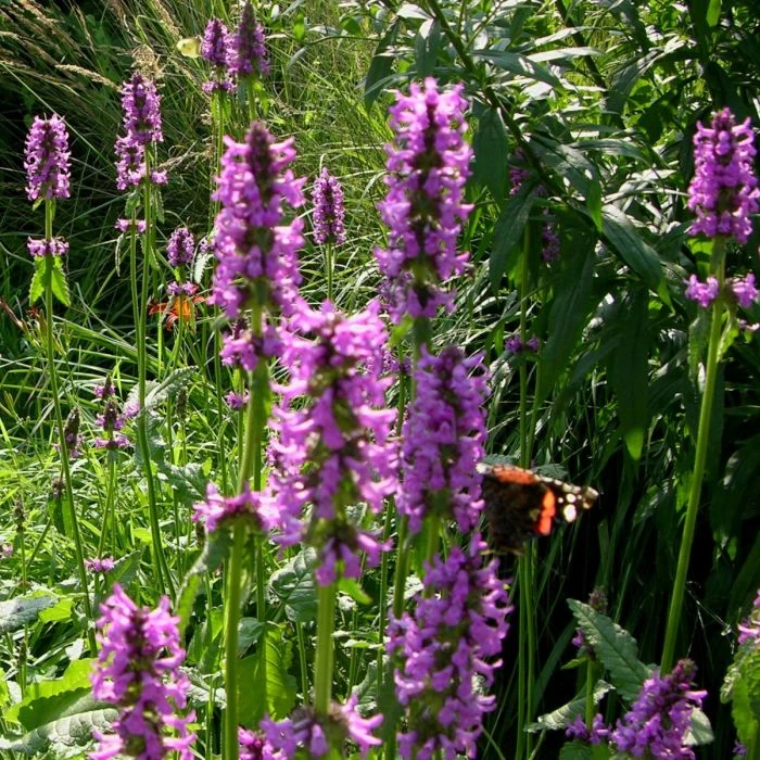 Zottiger Ziest (Stachys Monnieri) Hummelo 4 Zottiger Ziest (Stachys Monnieri) Hummelo – Bild 2