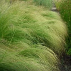Zartes Federgras (Stipa Tenuissima) Pony Tails -LICHTNELKE Geschäft stipa tenuissima federgras pony tails lichtnelke OWZ II 1