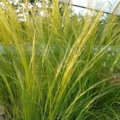 Zartes Federgras (Stipa Tenuissima) Pony Tails -LICHTNELKE Geschäft stipa tenuissima federgras pony tails lichtnelke OWZ V