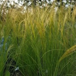 Zartes Federgras (Stipa Tenuissima) Pony Tails -LICHTNELKE Geschäft stipa tenuissima federgras pony tails lichtnelke OWZ VI