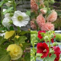 10 Pflanzen (Bunter Stockrosen) Mix -LICHTNELKE Geschäft stockrosen Mix lichtnelke II b 1