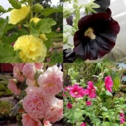 7 Pflanzen (Bunter Stockrosen) Mix -LICHTNELKE Geschäft stockrosen mix chaters yellow nigra chaters apricot radiant rose