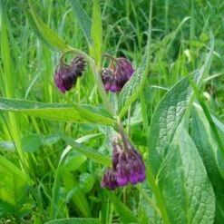 Echter Beinwell (Symphytum Officinale) -LICHTNELKE Geschäft symphytum officinale beinwell lichtnelke owz ii