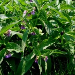 Echter Beinwell (Symphytum Officinale) -LICHTNELKE Geschäft symphytum officinale beinwell lichtnelke owz iii