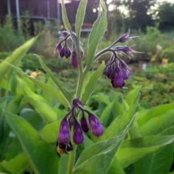 Echter Beinwell (Symphytum Officinale) -LICHTNELKE Geschäft symphytum officinale beinwell lichtnelke owz v