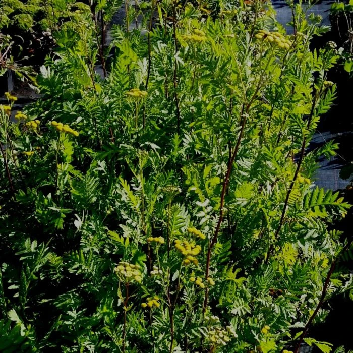 Gewöhnlicher Rainfarn (Tanacetum Vulgare) 4 Gewöhnlicher Rainfarn (Tanacetum Vulgare) – Bild 2