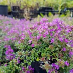 28 Pflanzen (für Trockenmauern) Mix 13 28 Pflanzen (für Trockenmauern) Mix -LICHTNELKE Geschäft thymus praecox polsterthymian atropurpurea lichtnelke mix