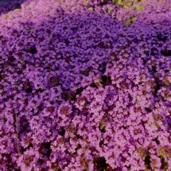 Polsterthymian (Thymus Praecox) Atropurpurea -LICHTNELKE Geschäft thymus praecox polsterthymian atropurpurea lichtnelke owz ii sk