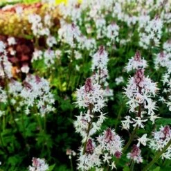 16 Pflanzen (für Den Schatten) Mix -LICHTNELKE Geschäft tiarella cordifolia herzblatt schaumbluete pink skyrocket lichtnelke owz i 1