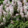 Herzblättrige Schaumblüte (Tiarella Cordifolia) Angel Wings -LICHTNELKE Geschäft tiarella herzblatt schaumbluete angel wings vf ii sk