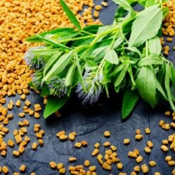 Bockshornklee / Schabzigerklee (Trigonella Coerulea)