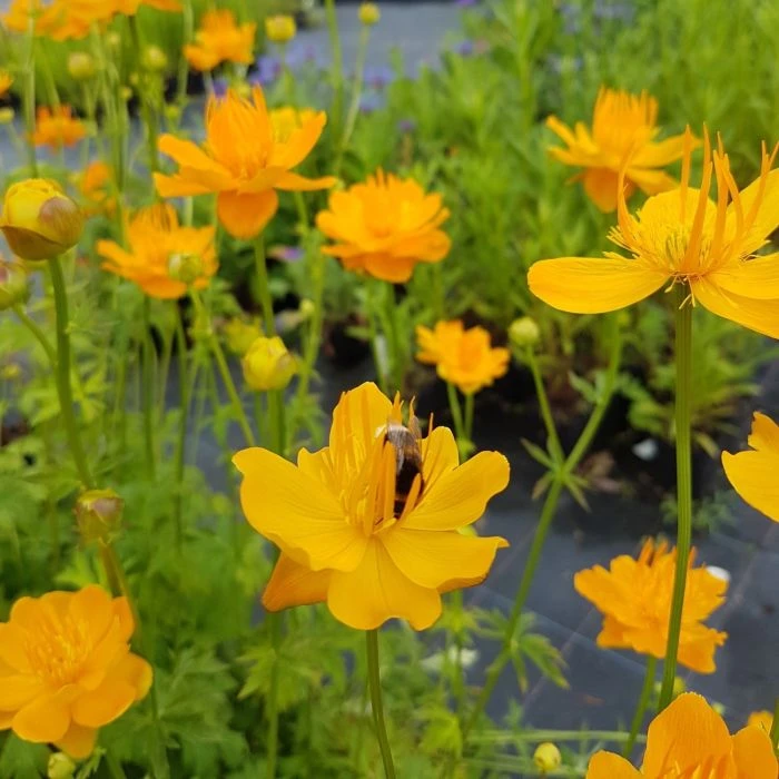 Trollblume (Trollius Chinensis) Goldkönigin 4 Trollblume (Trollius Chinensis) Goldkönigin – Bild 2