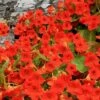 Kapuzinerkresse (Tropaeolum Majus) Red Wonder -LICHTNELKE Geschäft tropaeolum majus kapuzinerkresse red wonder adobestock 544980469 sk