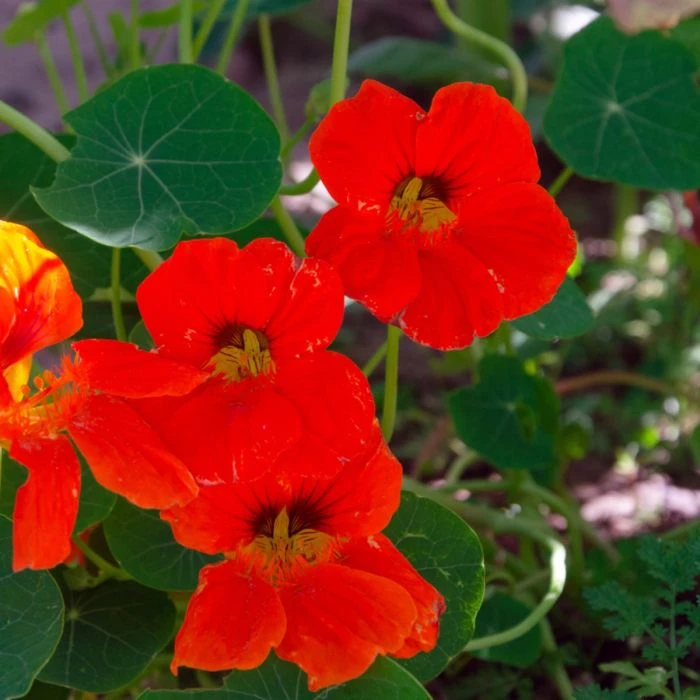 Kapuzinerkresse (Tropaeolum Majus) Red Wonder 4 Kapuzinerkresse (Tropaeolum Majus) Red Wonder – Bild 2