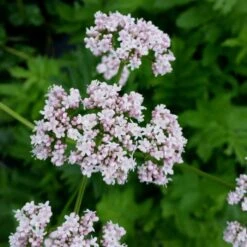 Baldrian (Valeriana Officinalis) -LICHTNELKE Geschäft valeriana officinalis baldrian lichtnelke owz i
