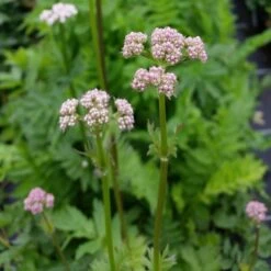 Baldrian (Valeriana Officinalis) -LICHTNELKE Geschäft valeriana officinalis baldrian lichtnelke owz iii