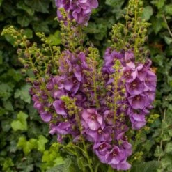 Königskerze (Verbascum) Sugar Plum -LICHTNELKE Geschäft verbascum koenigskerze sugar plum vf i sk