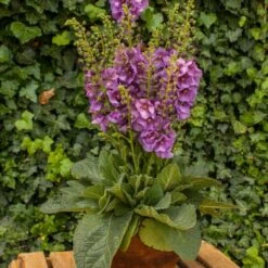 Königskerze (Verbascum) Sugar Plum -LICHTNELKE Geschäft verbascum koenigskerze sugar plum vf ii sk