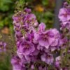 Königskerze (Verbascum) Sugar Plum -LICHTNELKE Geschäft verbascum koenigskerze sugar plum vf iii sk