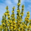 Gelbe Königskerze (Verbascum Olympicum) -LICHTNELKE Geschäft verbascum olympicum gelbe koenigskerze adobestock 278922055 sk