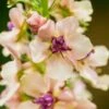 Königskerze (Verbascum Phoeniceum) Southern Charm -LICHTNELKE Geschäft verbascum phoeniceum koenigskerze southern charm adobestock 142498320 sk