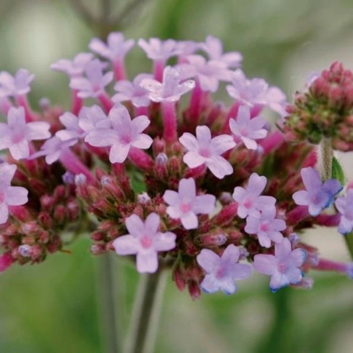 Kleines Patagonisches Eisenkraut (Verbena Bonariensis) Lollipop 4 Kleines Patagonisches Eisenkraut (Verbena Bonariensis) Lollipop – Bild 2