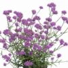 Patagonisches Eisenkraut (Verbena Bonariensis) Purple Tower -LICHTNELKE Geschäft verbena eisenkraut purple power kr i sk
