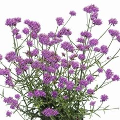 Patagonisches Eisenkraut (Verbena Bonariensis) Purple Tower